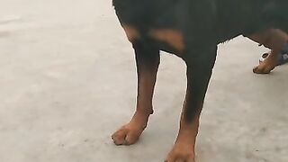 Beautiful dog