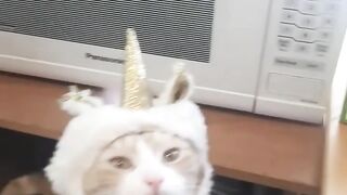 Funny Cats Viral Video Clips