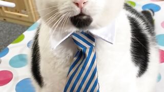 Cute cat video