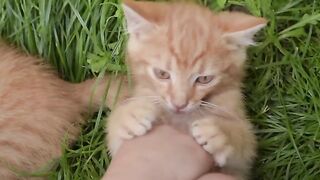 funny cat
