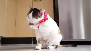 cat having fun