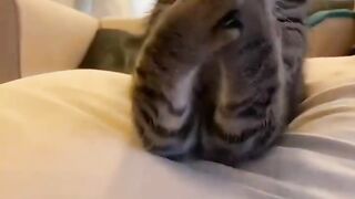The Cat, the Bringer of Good Luck