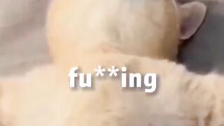 Cat funny time