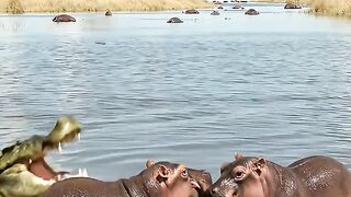 Crocodiles Attack Baby Hippo, but the Herd Fights Back