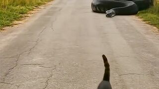 People save kittens from python