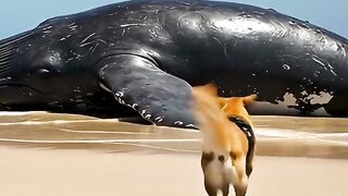 Brave Golden Retriever Saves Whales With Human Help