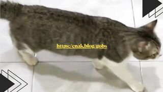 Kucingnya Baperan Banget