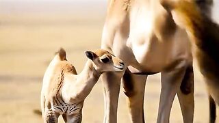 Leopards Humiliation, Shaken in the Air by a Camel!