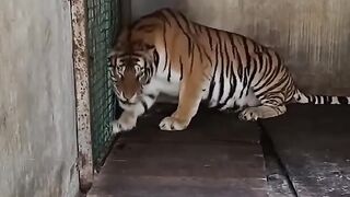 The tiger