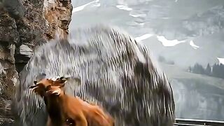 The farmer and his daughters help to the cow