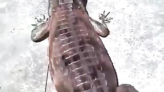 Reptile