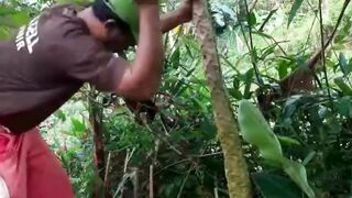 Papaya Plant Reconditioning