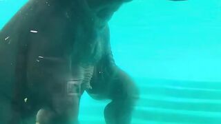 Elephant Bath Time   Cute  Relaxing Moments!