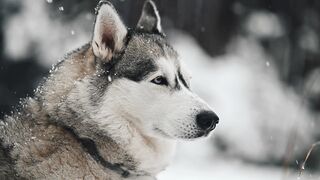 Wolf Life