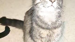 Cute cat