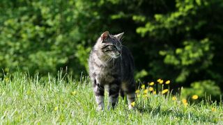siyaani Billi
