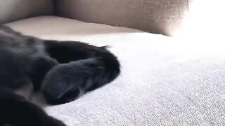 Cute cats