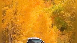 Autumn  view.
