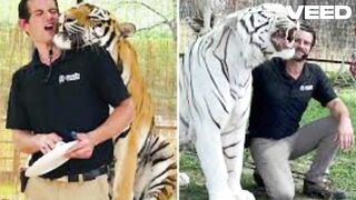 Watch tiger attack ryan easley video tiger trainer killed ryan easley