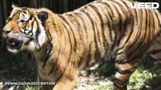 Original tiger handler killed tiger kills oklahoma trainer joe exotic associate mauled