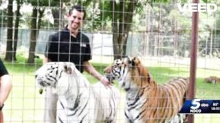 Clip tiger handler killed tiger kills oklahoma trainer joe exotic associate mauled