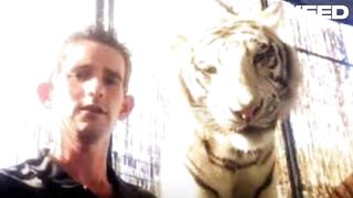 Original tiger mauling tiger king associate tiger king associate mauled