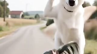 Hen wins Dog