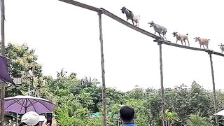 Brave goat