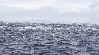 Cakalang Fish