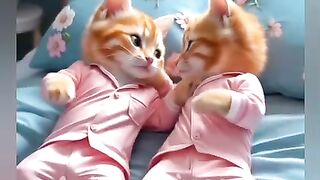 Mother,s love with baby cats