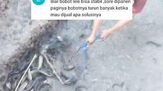 Solusi agar ikan lele tidak SUSUT banyak saat dipanen