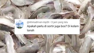 Budidaya lele dikolam TANAH apakah masih harus SORTIR