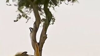 Angry Elephant  Persistent Lions