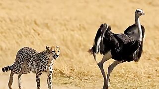 Ostrich vs Cheetah  Who Will Win This Chase