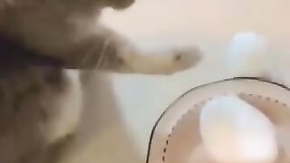 Kelakuan kucing random