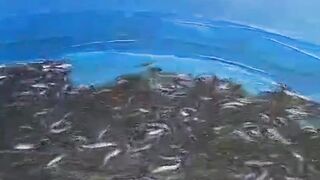 Ciri-ciri air kolam yang harus segera diganti