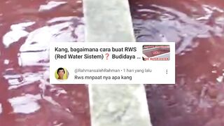 Budidaya lele sistem RWS (Red Water Sistem) Apa manfaatnya
