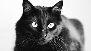 Black Cat