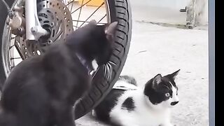 The behavior of 2 nosy cats who were noisy with their neighbors in the morning