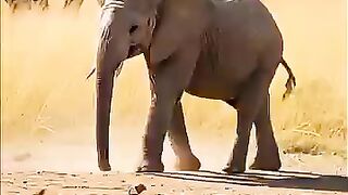 Animals Behaviour