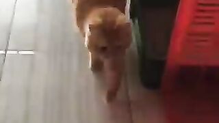 My chubby cat can finally talk
