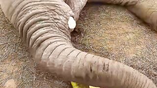 FEEDING THE ELEPHANT