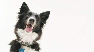 A joyful pup