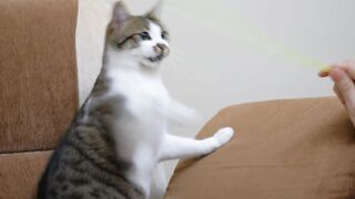 A Cute Kitten Playing