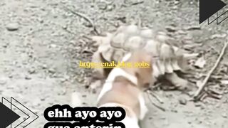 Anjing Meledek Kura-kura, Lucunya Bikin Ngakak!