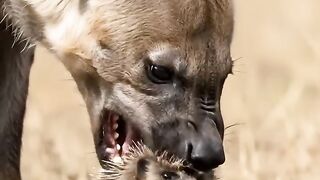 Hyena gets pierced in the face after trying to take just one bite  One bite, 100 free piercings  One bite, 100 free piercings