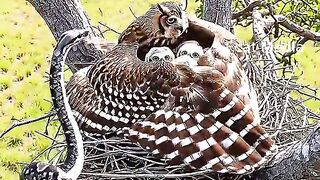 Owl Protects its young from snake attack