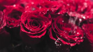 Water and Rose