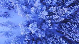 The beautiful frozen land