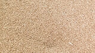 How to make flour from wheat